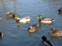 Burwell Lode Ducks.jpg
87.98 KB 
1024 x 768 
4/26/02
